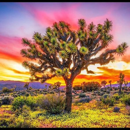 Desert Dreamer Yucca Valley Eksteriør billede
