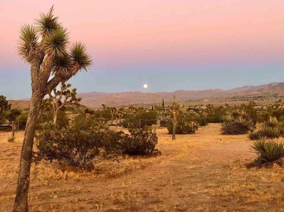 Desert Dreamer Yucca Valley Eksteriør billede