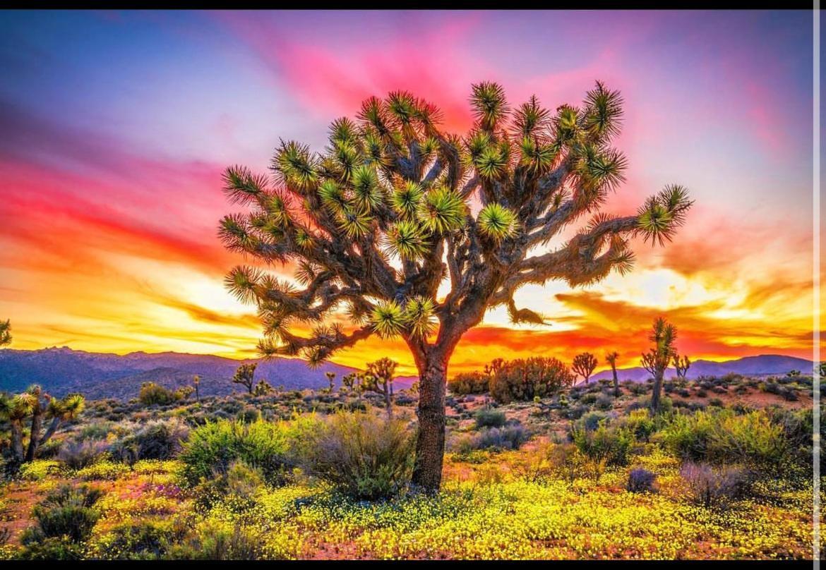 Desert Dreamer Yucca Valley Eksteriør billede